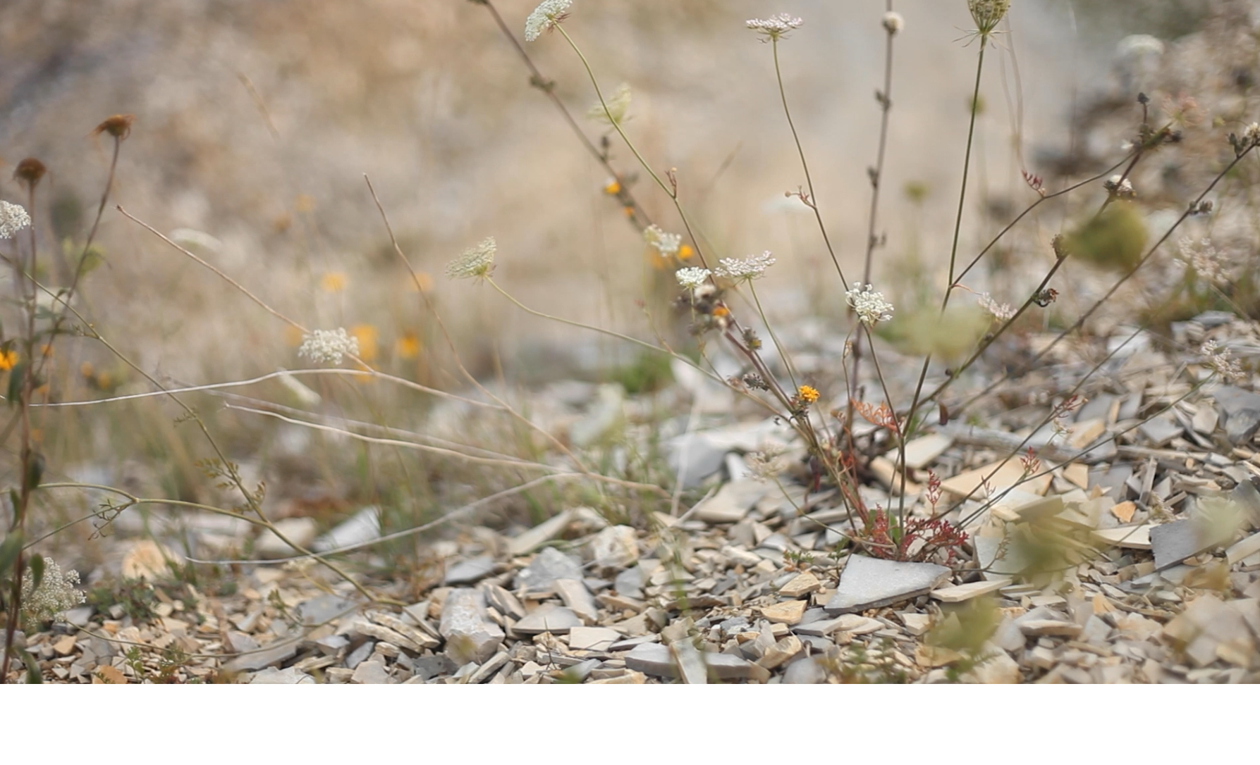 Steinbruch Blumen Schafgarbe Eichstätt